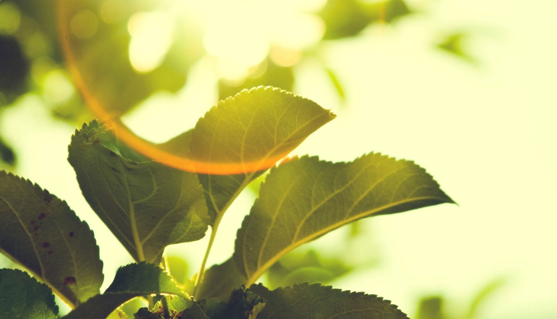 Energia Verde da fonti rinnovabili: quali sono le certificazioni per il consumatore?