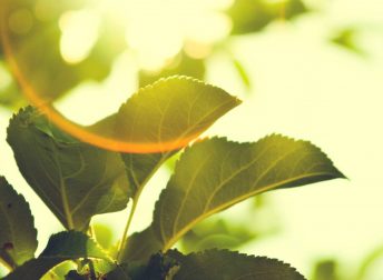 Energia Verde da fonti rinnovabili: quali sono le certificazioni per il consumatore?